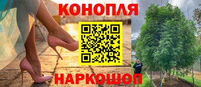 прущие крисы Кингисепп